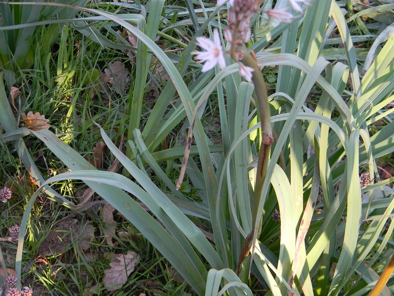 Asphodelus fistulosus (Asparagales -Xanthorrhoeaceae)