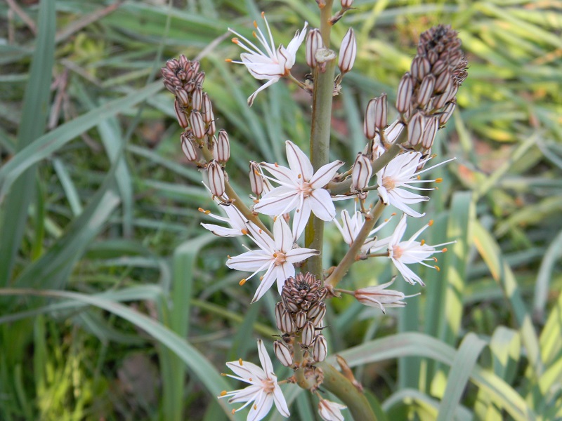 Asphodelus fistulosus (Asparagales -Xanthorrhoeaceae)