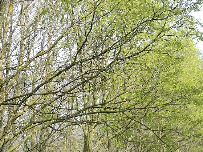 Celtis australis (Bagolaro)