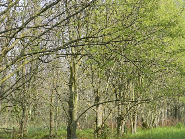 Celtis australis (Bagolaro)