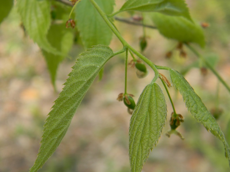 Celtis australis (Bagolaro)