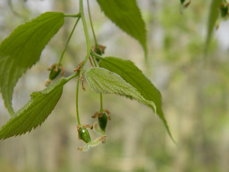 Celtis australis (Bagolaro)