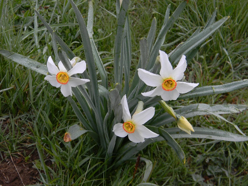 Narcissus poeticus