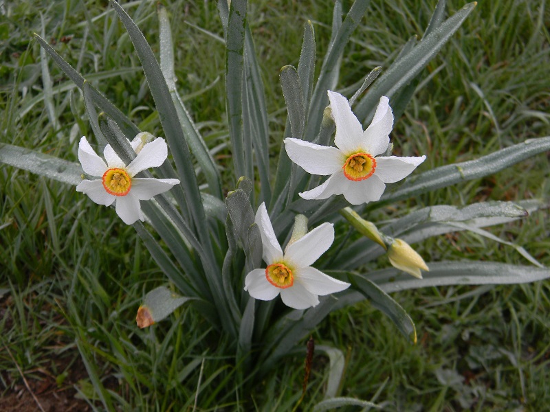 Narcissus poeticus