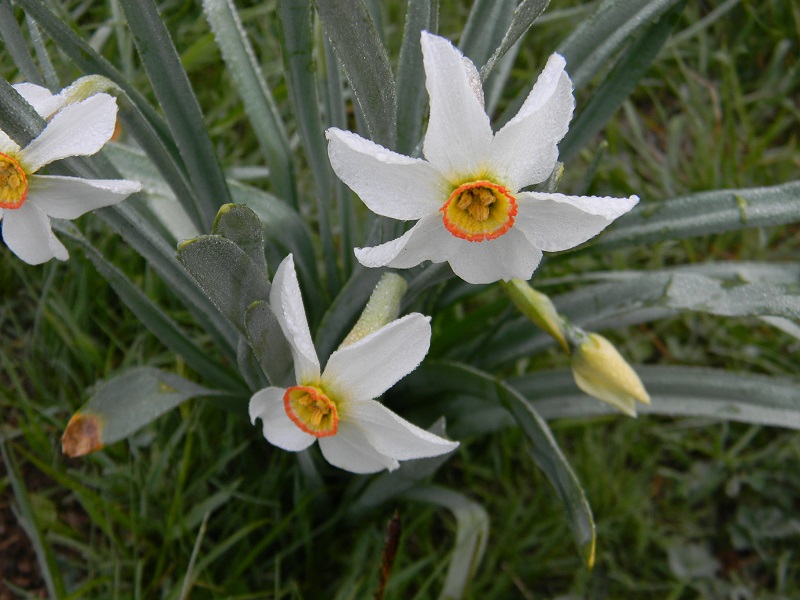 Narcissus poeticus