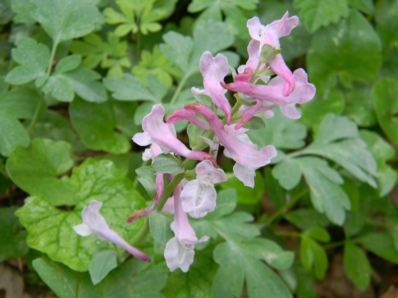 Corydalis cava