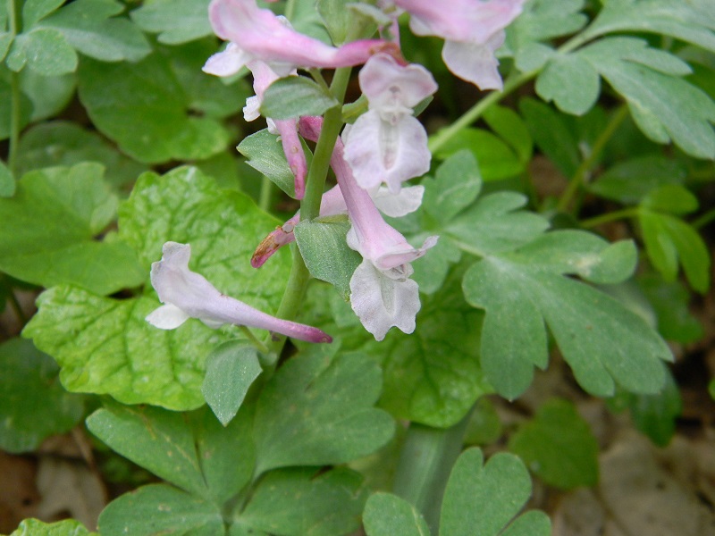 Corydalis cava