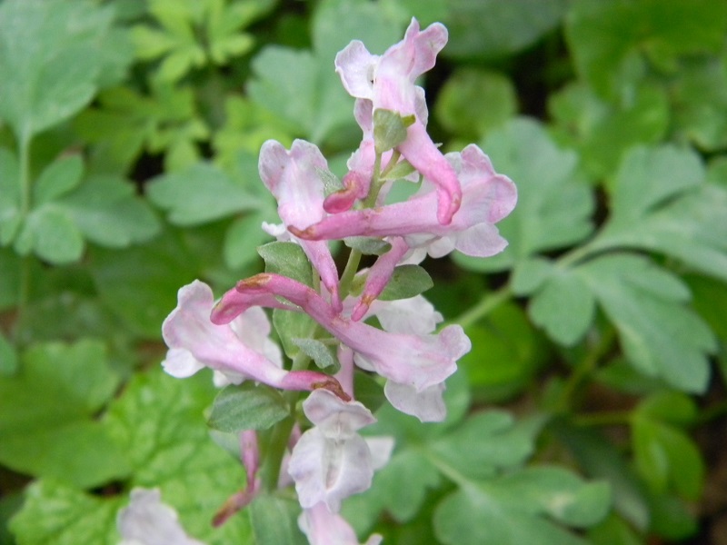 Corydalis cava