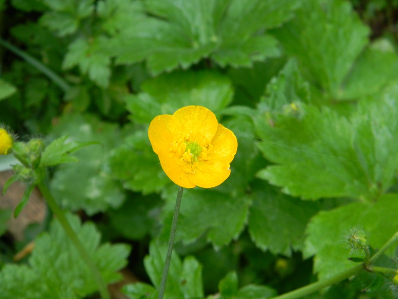 Ranunculus sp.