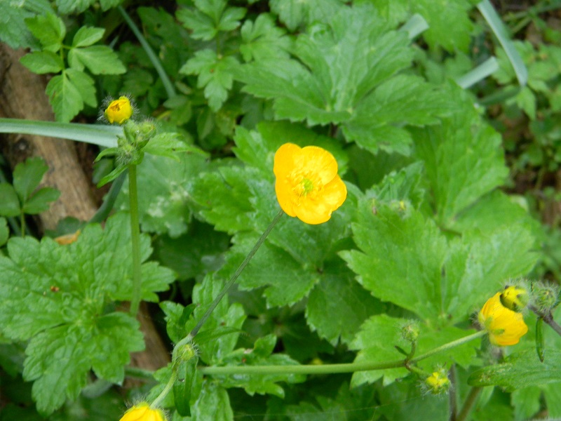 Ranunculus sp.