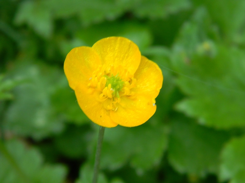 Ranunculus sp.