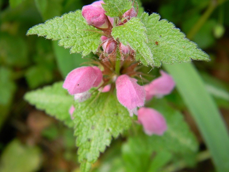 Lamium sp.