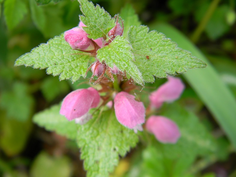 Lamium sp.