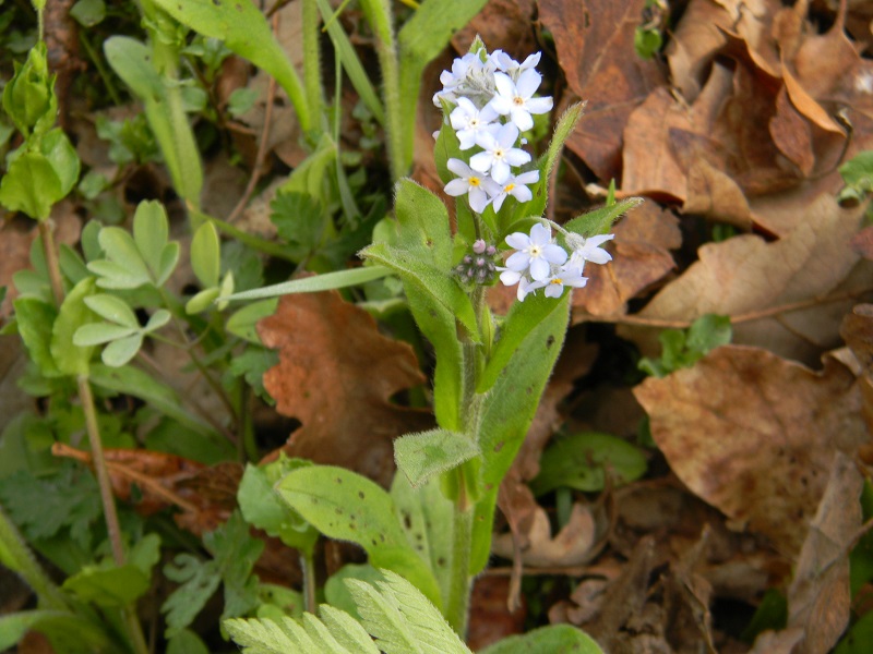 Myosotis sp.