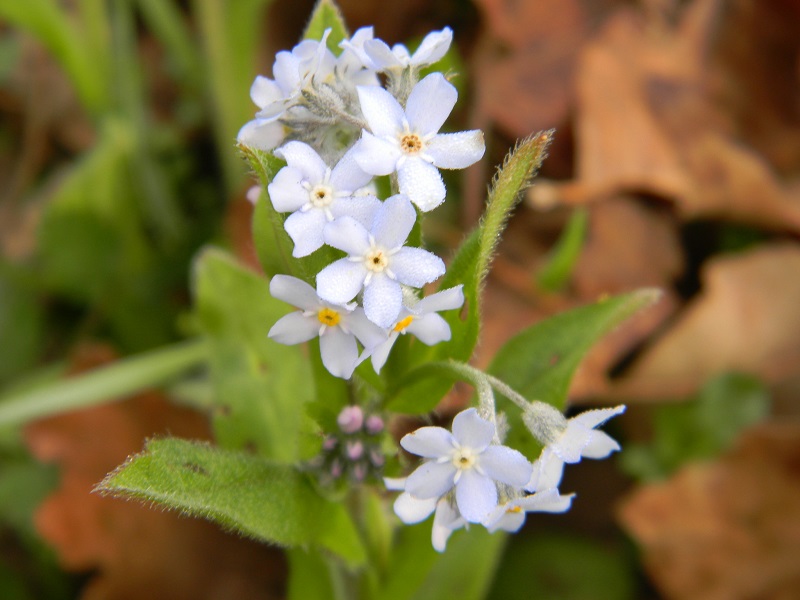 Myosotis sp.