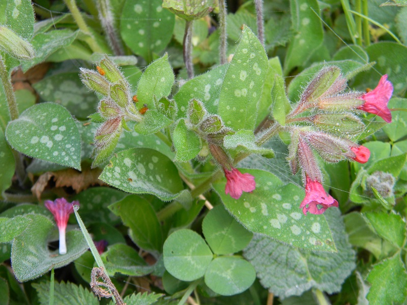 Pulmonaria sp.