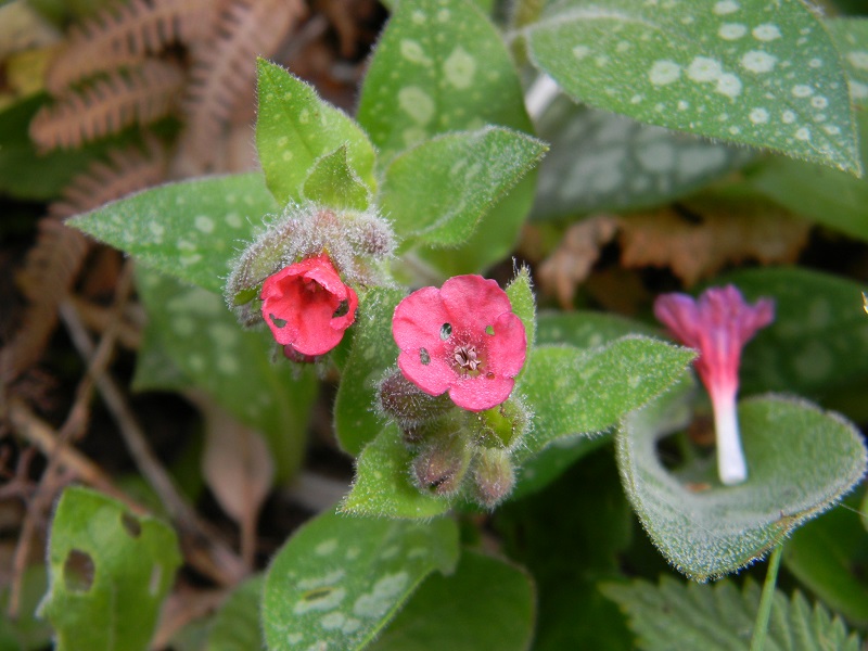 Pulmonaria sp.