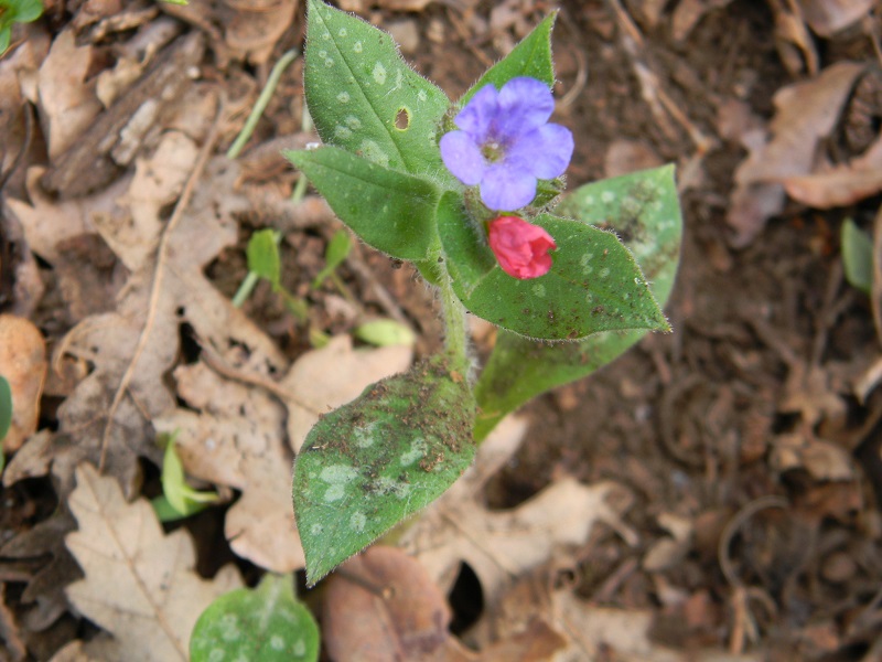 Pulmonaria sp.