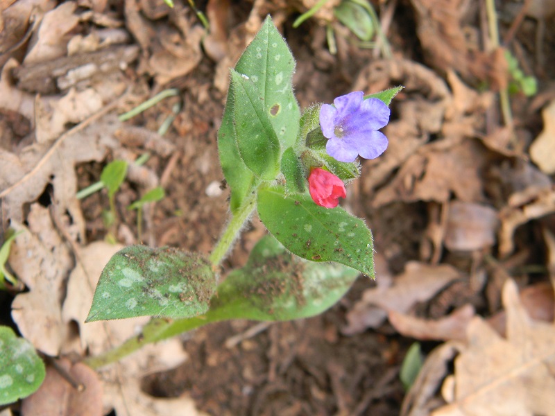 Pulmonaria sp.