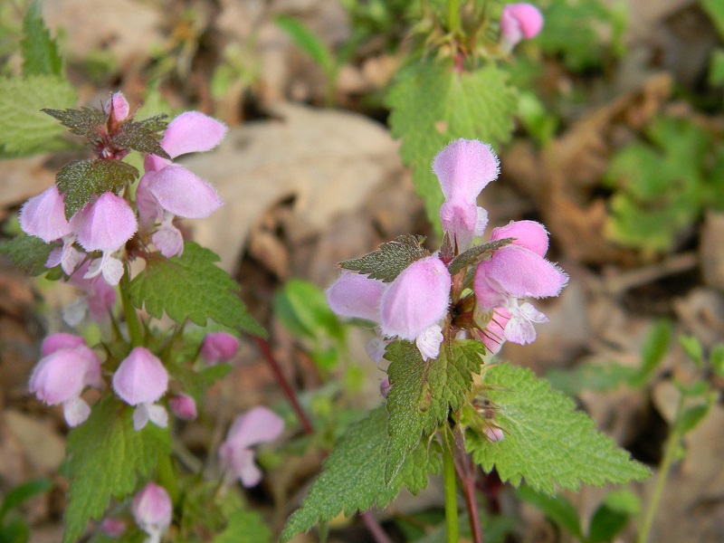 Lamium cfr. purpureum