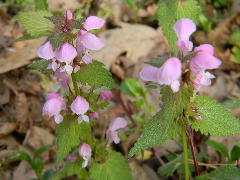 Lamium cfr. purpureum