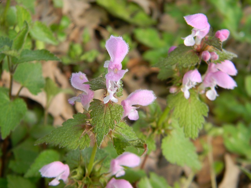 Lamium cfr. purpureum