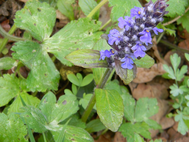 Ajuga reptans (Lamiaceae)