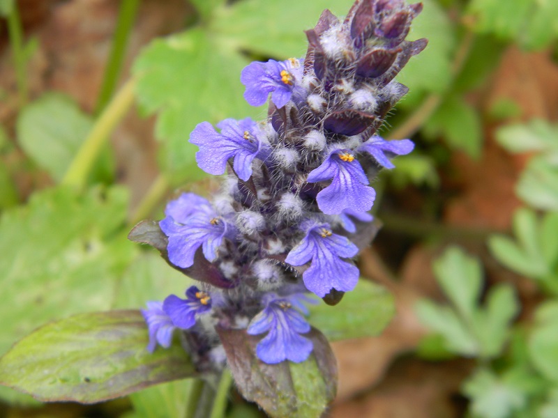 Ajuga reptans (Lamiaceae)