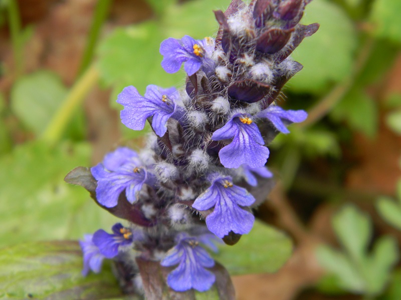 Ajuga reptans (Lamiaceae)