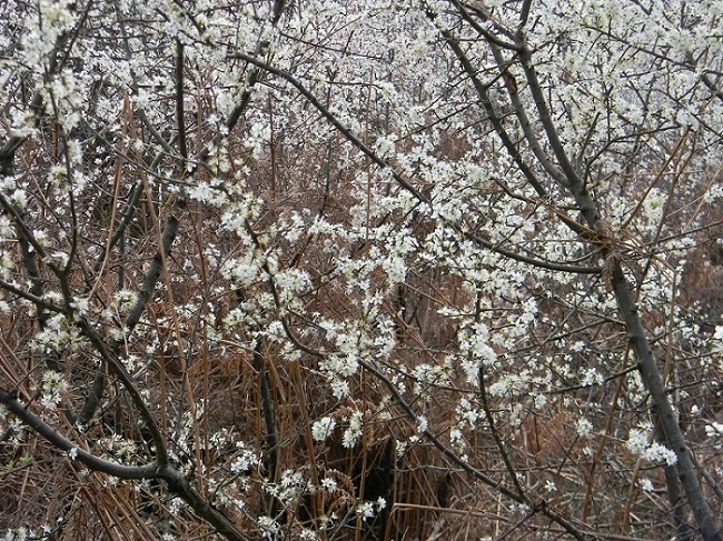 cfr. Prunus spinosa