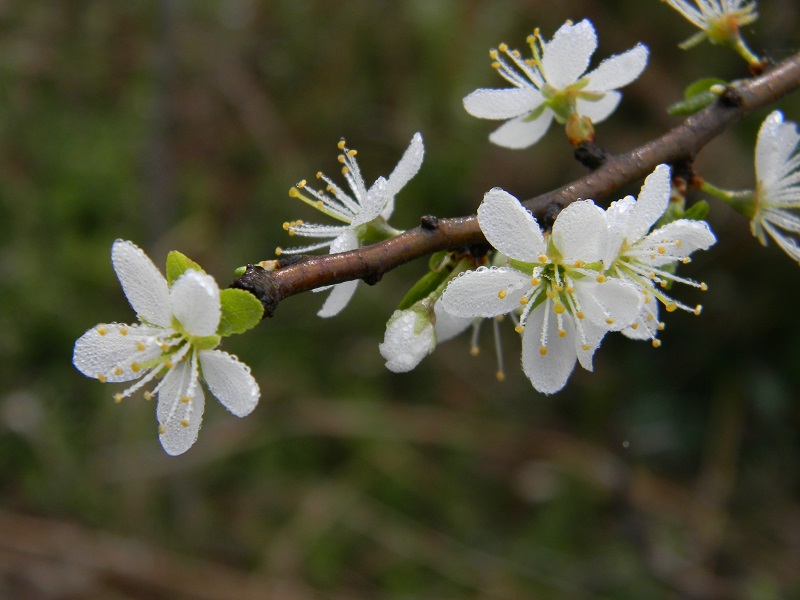cfr. Prunus spinosa