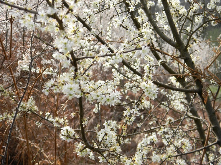 cfr. Prunus spinosa