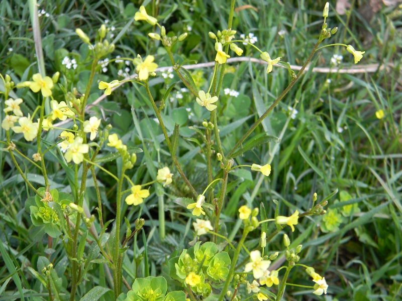 Bunias erucago / Cascellore comune