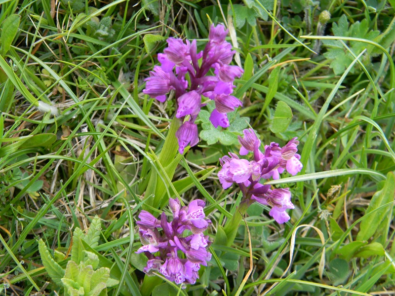 Anacamptis morio