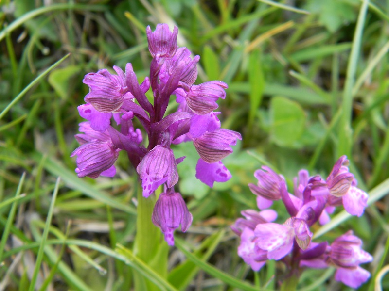 Anacamptis morio