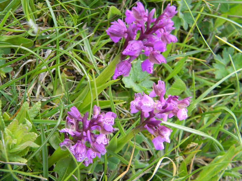 Anacamptis morio