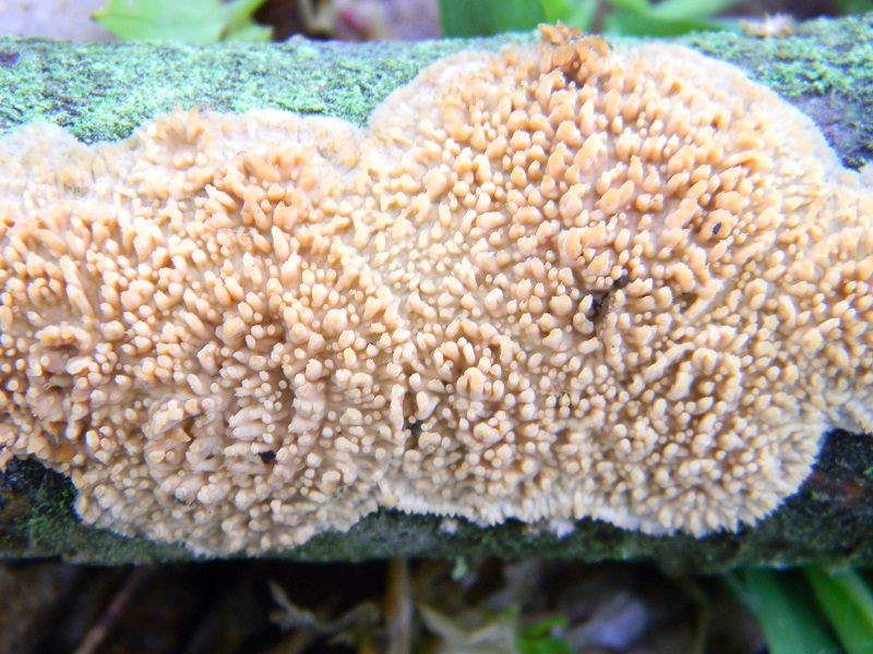 2) 05.04.2013.bosco aghif. latifog. (Radulomyces molaris)