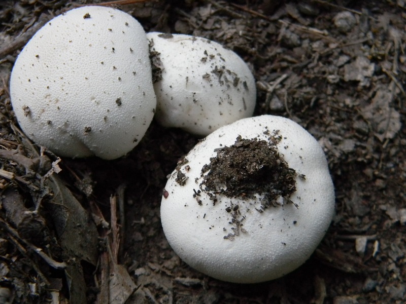 1) Fotogr. il 18.07.2014.sotto Quercia
