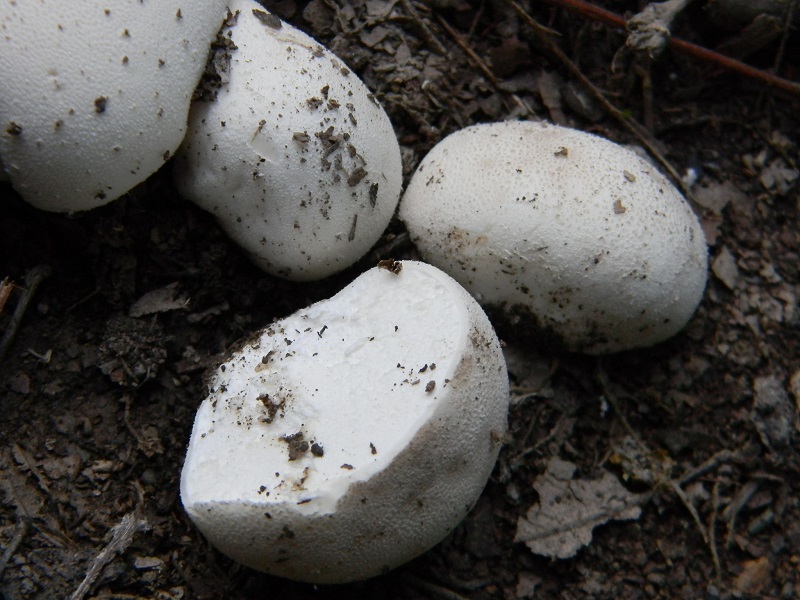 1) Fotogr. il 18.07.2014.sotto Quercia