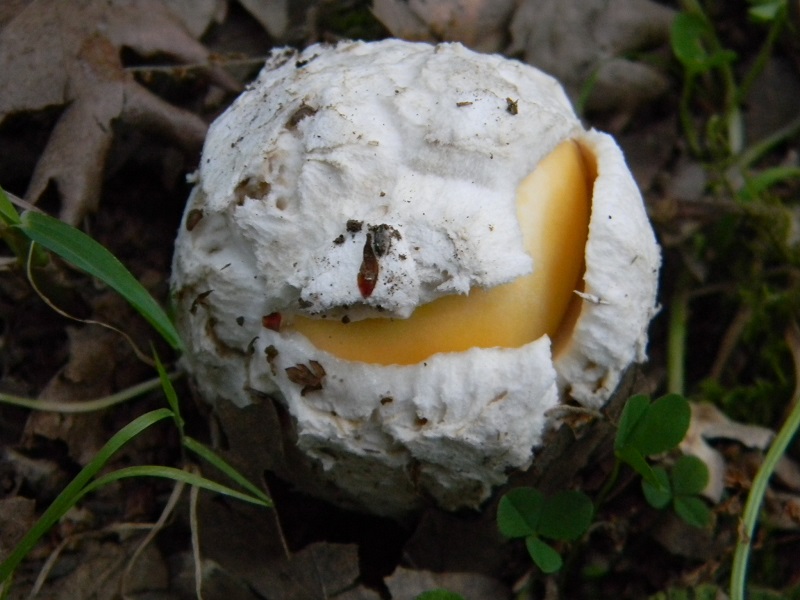 10) Fotogr. il 18.07.2014.sotto Quercia