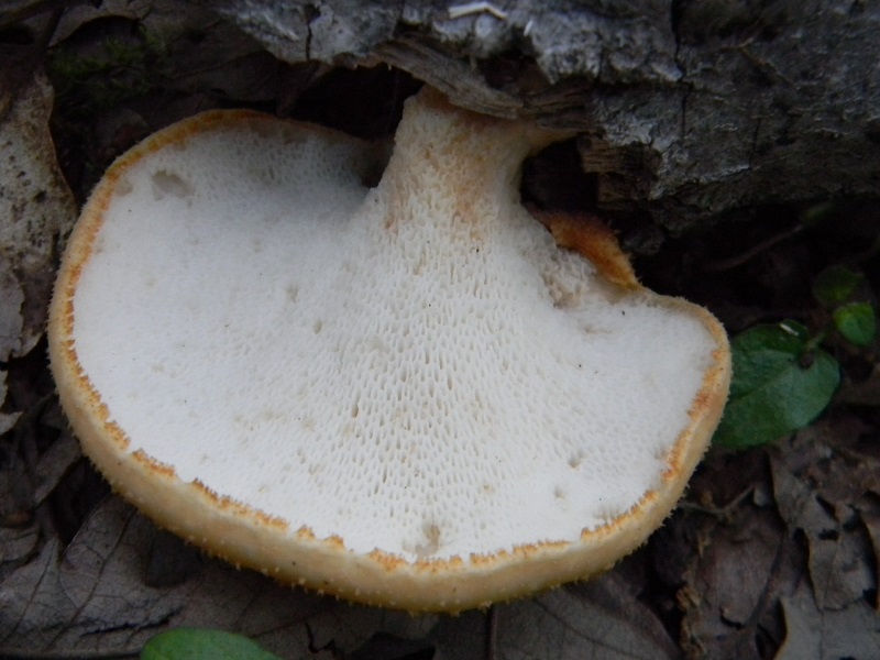 2) Fotogr. il 18.07.2014.sotto Quercia legnicolo