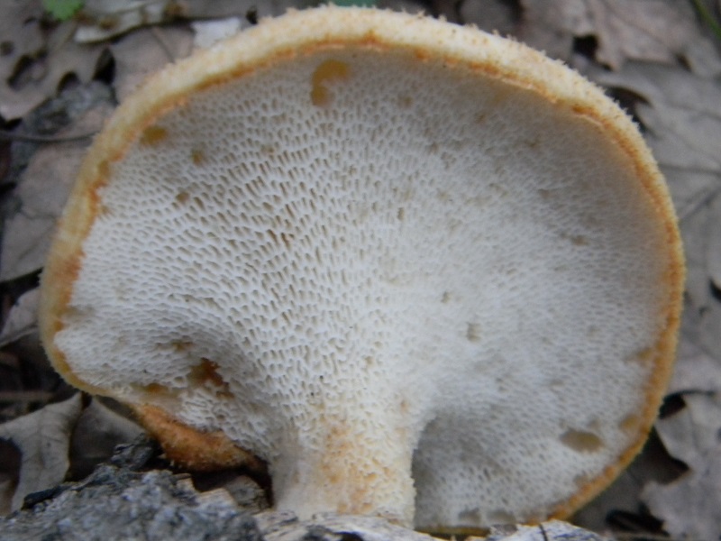 2) Fotogr. il 18.07.2014.sotto Quercia legnicolo