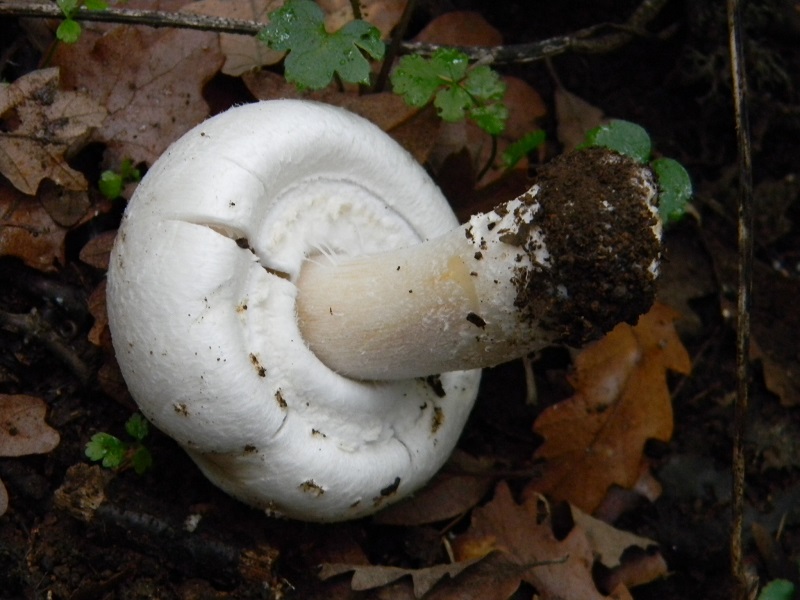 6) Fotogr.il 9.11.2013. sotto Quercia