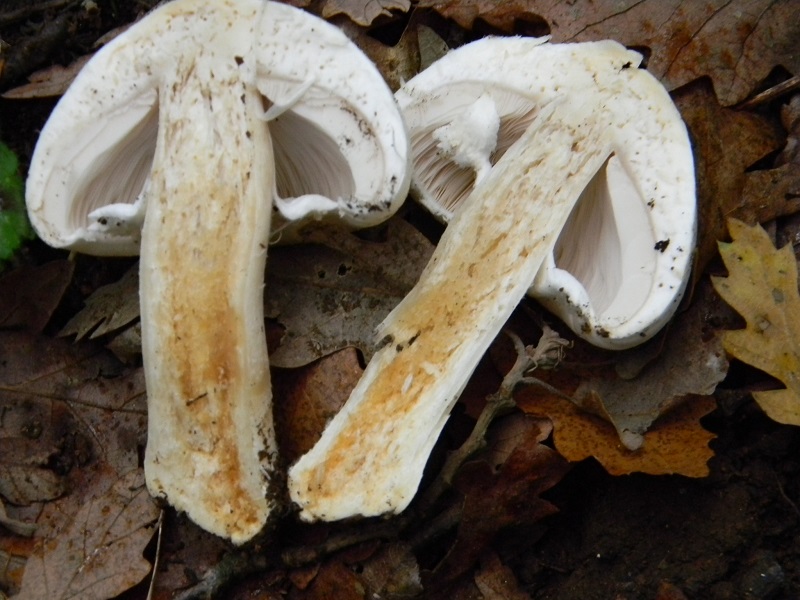 6) Fotogr.il 9.11.2013. sotto Quercia