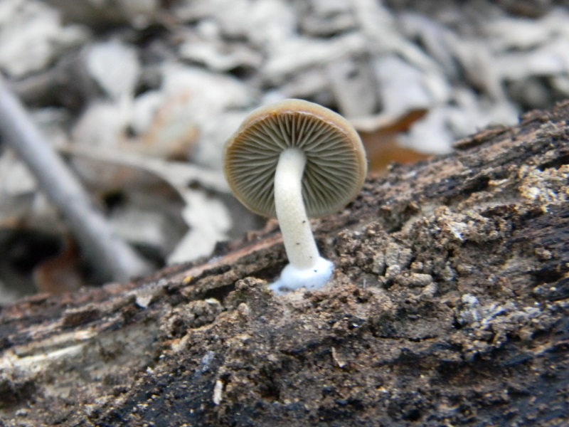 5) Fotogr.il 18.07.2014.sotto Quercia legnicolo