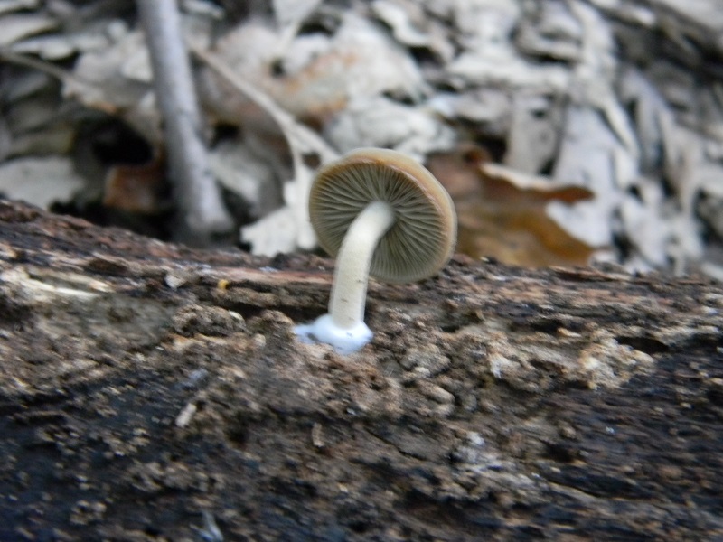 5) Fotogr.il 18.07.2014.sotto Quercia legnicolo
