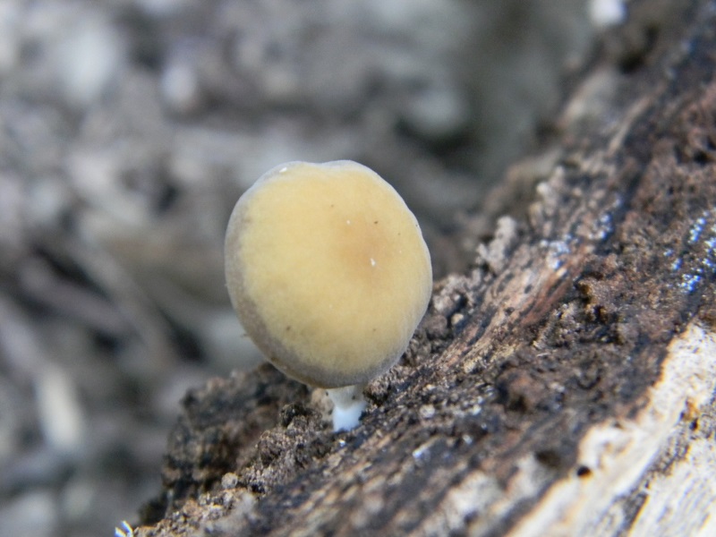 5) Fotogr.il 18.07.2014.sotto Quercia legnicolo