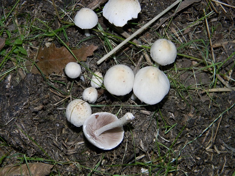 2)Fotogr. il 19.07.2014.sotto Quercia