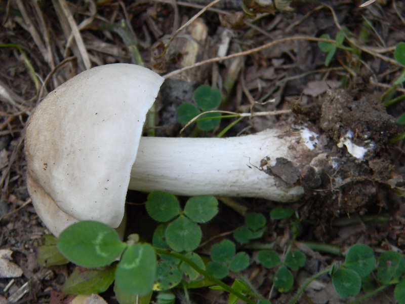 7) Fotogr. il 19.07.2014.sotto Quercia legnicolo