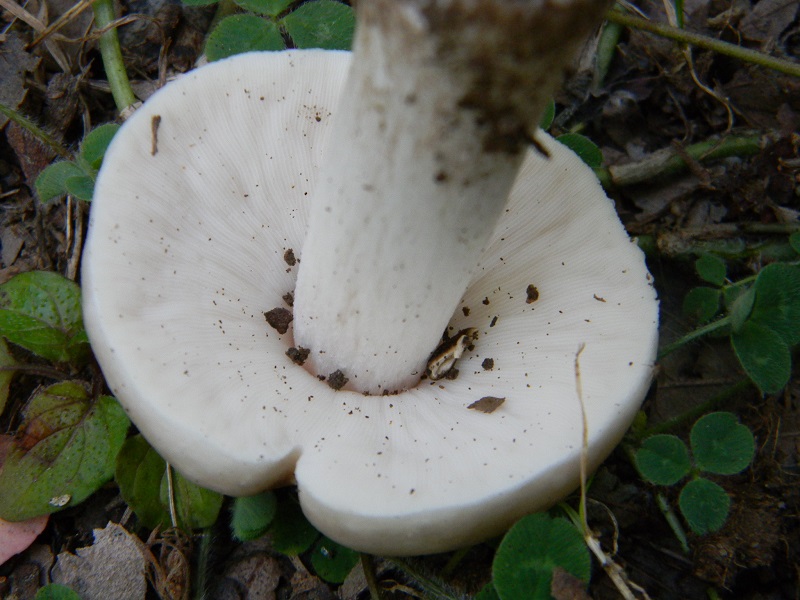 7) Fotogr. il 19.07.2014.sotto Quercia legnicolo